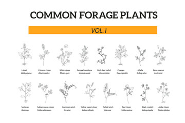 Big set of common forage plants, hand drawn. Alfalfa, vetch, clover, soybean, lespedeza,trefoil, cowpea, lablab - obrazy, fototapety, plakaty