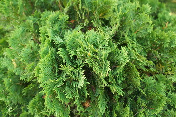 thuja occidentalis danica green plant
