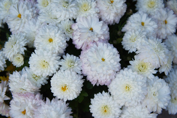 Mums chrysanthemum branhill white flowers background