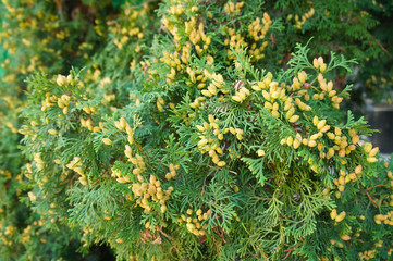 Thuja occidentalis holmstrup super good green shrub