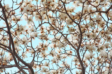 Magnolia flowers