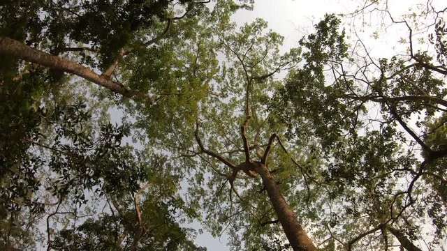 Looking up at trees in the Chitwan National Park jungle from a moving car in Nepal