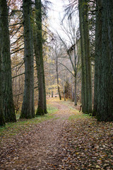 naked trees in autumn forest woth some orange leaves left