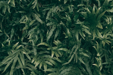 Tropical green leaf background, Dark tone theme.