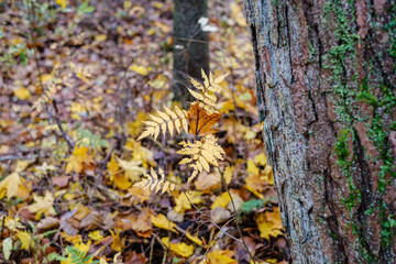 orange autumnal tree leaves on the branches in bushes