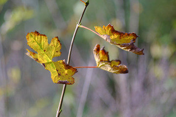 Ahornblätter welken im Herbst