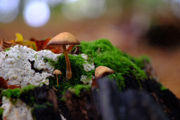 Kleiner Pilz auf einem Baumstamm