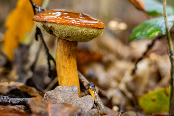 Champignons en forêt