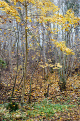 orange autumnal tree leaves on the branches in bushes