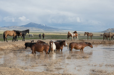 Obraz na płótnie Canvas Wild Horses in Spring at a Utah Desert Waterhole