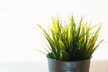 A green tree in a bucket