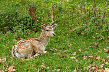 Fallow deer stag