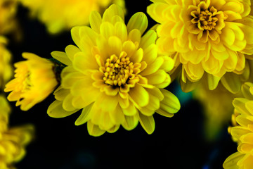 Yellow Flower