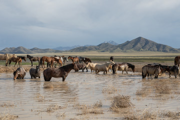 Naklejka premium Wild Horses in Spring at a Utah Desert Waterhole