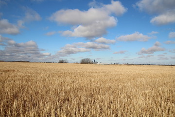 Autumn In The Wheat Field, Pylypow Wetlands, Edmonton, Alberta