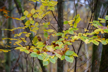 orange autumnal tree leaves on the branches in bushes