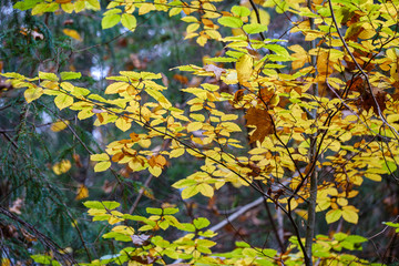 Fototapeta na wymiar orange autumnal tree leaves on the branches in bushes