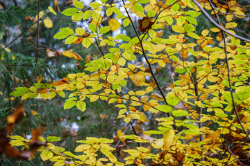 orange autumnal tree leaves on the branches in bushes