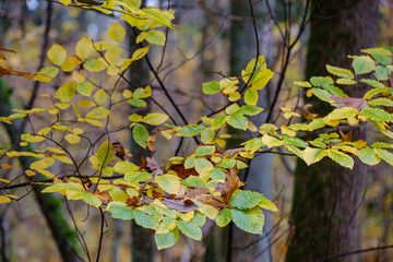 orange autumnal tree leaves on the branches in bushes