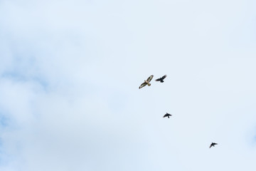 Bussard wird von Raben Krähen gejagt