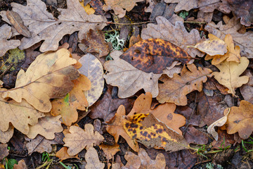 dark brown autumnal tree leaves on the ground