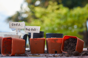 Preparing the little pot for seedling