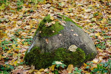 autumn colored tree leaves on large rock in forest