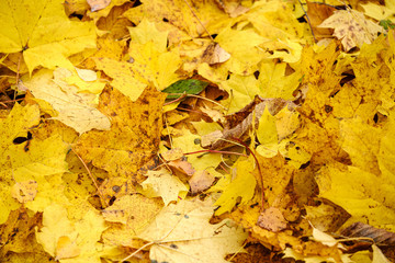 Naklejka na ściany i meble orange autumnal tree leaves on the ground