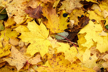 orange autumnal tree leaves on the ground