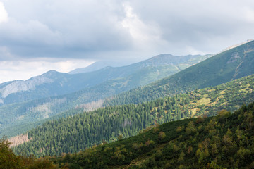 Plakat Mountain pine and forests in the mountains. Polish Tatras