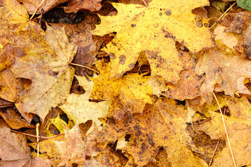 orange autumnal tree leaves on the ground