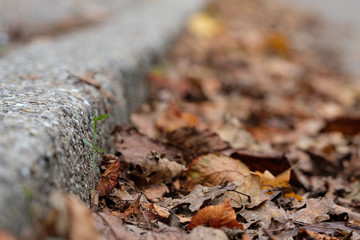 Blätter am Randstein Bordstein Nahaufnahme