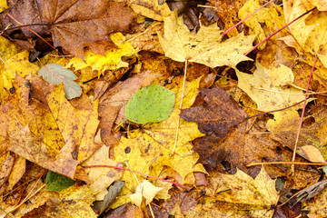 orange autumnal tree leaves on the ground