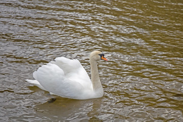 White Swan floating on the lake.