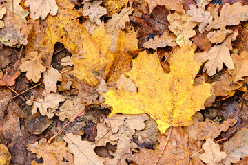 orange autumnal tree leaves on the ground