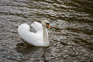 White Swan floating on the lake.