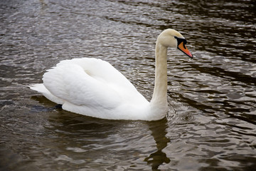 White Swan floating on the lake.