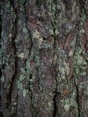 Wooden bark with moss texture background gray and green