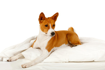 Cute dog Basenji lying on bed