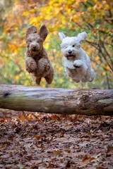 The joy of jumping