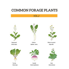 Big set of common forage plants,  Vol 2, hand drawn illustration of  Turnip, Swede, Rapeseed, Kale, White mustard, Dakon for food and foraging.