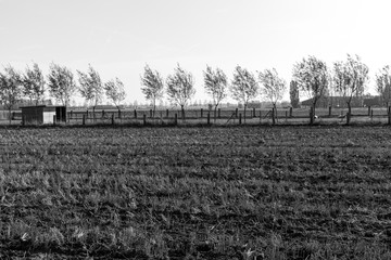 Prairie et cabane avec deux moutons