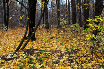 autumn, forest, fall, tree, nature, park, trees, landscape, leaves, leaf, yellow, season, foliage, path, woods, green, red, wood, color, orange, branch, birch, colors, october, light
