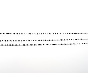 flock of birds sitting on wires
