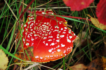 top of a fly agaric