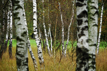 birch trees in a bog forest