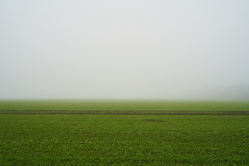 Fototapeta premium green field in foggy haze