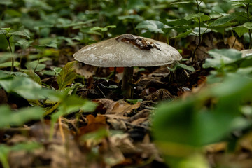 Champignons en forêt