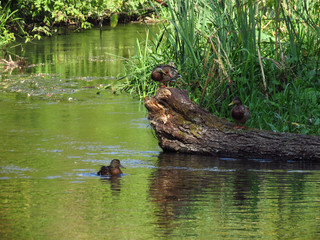 ducks