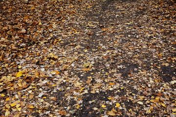 texture, autumn, sand, nature, beach, leaves, stone, abstract, fall, leaf, sea, brown, pebble, yellow, gravel, pattern, tree, natural, color, rock, coast, stones, pebbles, white, season